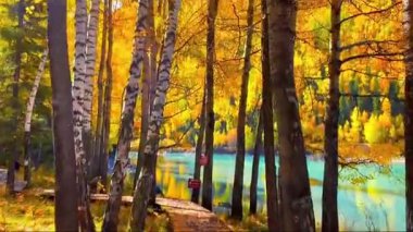 Mavi gökyüzü ile güzel bir sonbahar ormanı. Akçaağaç ağaçlarının düşük açılı görüntüsü 