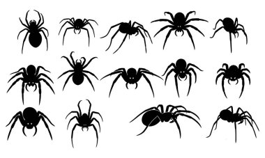 Bu grafik, temiz beyaz bir arkaplan üzerine dizilmiş detaylı bir örümcek silueti koleksiyonunu içeriyor. İllüstrasyon çeşitli örümcek şekilleri sunuyor ve bu örümceklerin farklı özelliklerini yakalamak için her biri dikkatlice tasarlanmış.