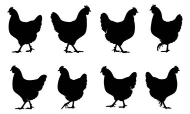 Bu vektör illüstrasyonunda, beyaz zemin üzerinde zarif bir şekilde yürüyen sekiz tavuk silueti sergileniyor. Siyah siluetler, zarif hareketlerini ve ayırt edici özelliklerini vurgulayan tavukların doğal formunu yakalıyor.