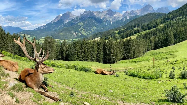 A herd of deer in front of a forest and the mountain range of the Salzburger Land in the European Alps.