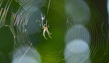 spider web with dew drops, close up