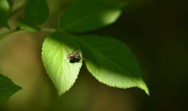 Small fly on green leaf in summer 