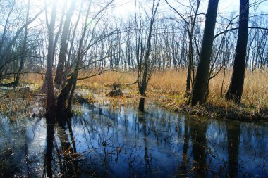 Orta Bohemya 'daki Çek Cumhuriyeti' nde yaz mevsiminde güzel manzara ve doğa 