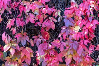Mor Yaprakların Tam Çerçeve Çekimi
