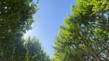 Yeşil yapraklar doğal sınır oluşturur, parlak güneş ışığı gök yüzüne karşı yeşil gölgelik boyunca akar.
