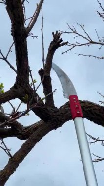 Uzman ağaç dalını teleskopik testereyle budamak hassas manzara bakım tekniğini gösteriyor.
