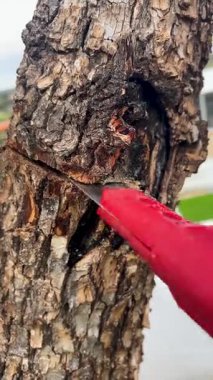 Profesyonel bahçıvan, bahçedeki bakım ve budama işlemleri sırasında kalın ağaç dalını el testeresiyle dikkatlice kesiyor.