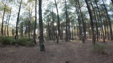 Sabah ormandaki güzel çam ağaçları 