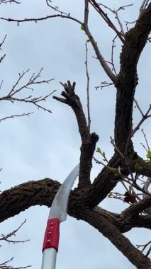 Profesyonel bahçıvan teleskopik sırıkla bahar bakımında kalın ağaç dallarını budamak için testereyle kesiyor.