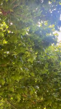 Parlak güneş ışığı yeşil akçaağaç yaprağına nüfuz eder, doğal arka plan boyunca karmaşık ışık ve gölge desenleri bırakır.