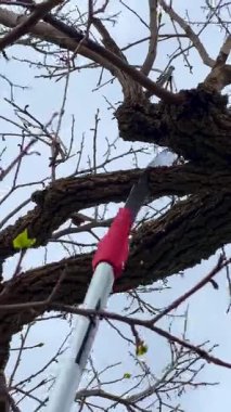 Profesyonel bahçıvan ağaç dalını dikkatlice kesmek için budama testeresi kullanır. Merdivenin üstünde dikilirken, manzarayı hassas ağaç bakımı tekniğiyle korur.