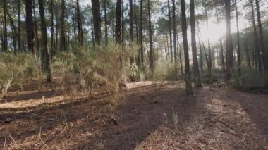 Sabah ormandaki güzel çam ağaçları 