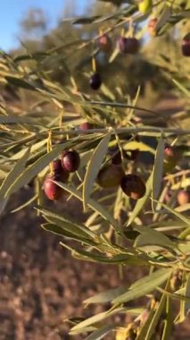 Olgunlaşmış zeytinlerle dolu bir zeytin dalının yakın görüntüsü. Sıcak güneş ışığı zeytin koruluğundaki yeşil yaprakları ve meyveleri aydınlatır.