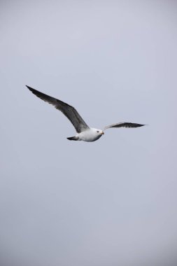 Uçan bir martı.