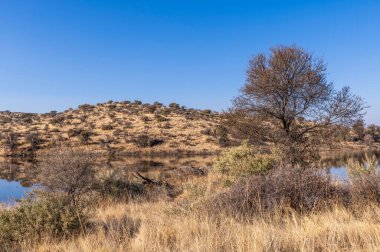Kurak mevsimde orta Namibya 'nın çorak arazisi. Namibya, Güney Afrika 'nın batı kıyısında bir ülkedir..