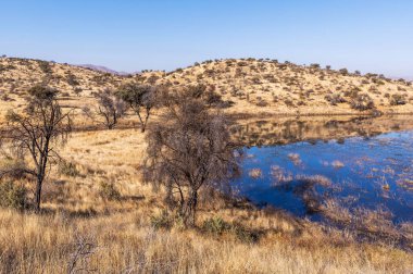 Kurak mevsimde orta Namibya 'nın çorak arazisi. Namibya, Güney Afrika 'nın batı kıyısında bir ülkedir..