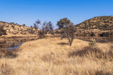 Kurak mevsimde orta Namibya 'nın çorak arazisi. Namibya, Güney Afrika 'nın batı kıyısında bir ülkedir..