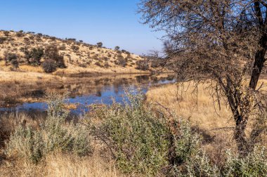 Kurak mevsimde orta Namibya 'nın çorak arazisi. Namibya, Güney Afrika 'nın batı kıyısında bir ülkedir..