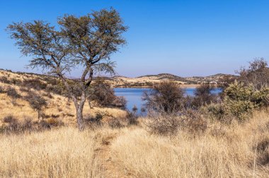 Kurak mevsimde orta Namibya 'nın çorak arazisi. Namibya, Güney Afrika 'nın batı kıyısında bir ülkedir..