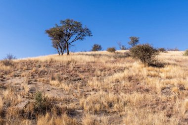 Kurak mevsimde orta Namibya 'nın çorak arazisi. Namibya, Güney Afrika 'nın batı kıyısında bir ülkedir..