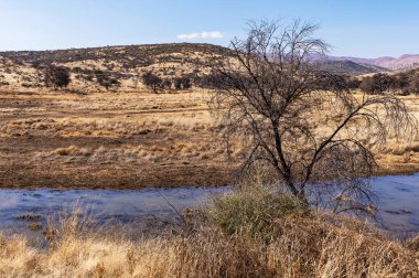 Kurak mevsimde orta Namibya 'nın çorak arazisi. Namibya, Güney Afrika 'nın batı kıyısında bir ülkedir..