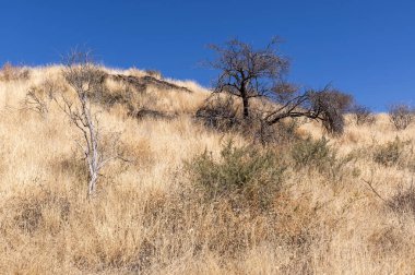 Kurak mevsimde orta Namibya 'nın çorak arazisi. Namibya, Güney Afrika 'nın batı kıyısında bir ülkedir..