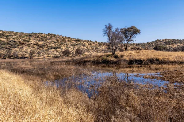 Kurak mevsimde orta Namibya 'nın çorak arazisi. Namibya, Güney Afrika 'nın batı kıyısında bir ülkedir..