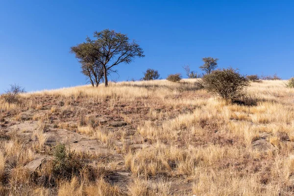 Kurak mevsimde orta Namibya 'nın çorak arazisi. Namibya, Güney Afrika 'nın batı kıyısında bir ülkedir..