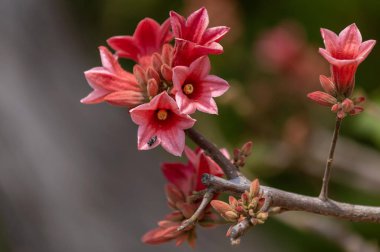 Güney Afrika, Namibya 'da bir bahçede çiçek açan küçük Kurrajong..
