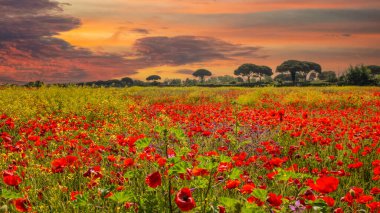 İtalya 'nın orta kesimindeki Lazio bölgesinde ilkbaharda gün doğumunda haşhaş tarlası.