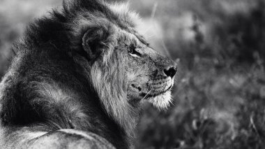 Doğu Afrika 'daki safariler sırasında çarpıcı bir siyah beyaz fotoğrafta Afrika aslanı yakalandı. Bu güzel sanat yaban hayatı görüntüsü Afrika 'nın doğal ortamındaki en ikonik yırtıcının saf güzelliğini, gücünü ve zarafetini vurguluyor..