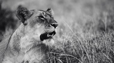 Doğu Afrika 'daki safariler sırasında çarpıcı bir siyah beyaz fotoğrafta Afrika aslanı yakalandı. Bu güzel sanat yaban hayatı görüntüsü Afrika 'nın doğal ortamındaki en ikonik yırtıcının saf güzelliğini, gücünü ve zarafetini vurguluyor..