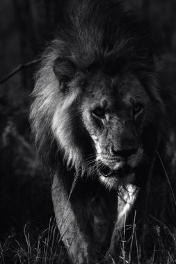 Doğu Afrika 'daki safariler sırasında çarpıcı bir siyah beyaz fotoğrafta Afrika aslanı yakalandı. Bu güzel sanat yaban hayatı görüntüsü Afrika 'nın doğal ortamındaki en ikonik yırtıcının saf güzelliğini, gücünü ve zarafetini vurguluyor..