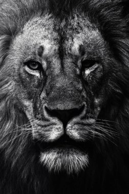 Doğu Afrika 'daki safariler sırasında çarpıcı bir siyah beyaz fotoğrafta Afrika aslanı yakalandı. Bu güzel sanat yaban hayatı görüntüsü Afrika 'nın doğal ortamındaki en ikonik yırtıcının saf güzelliğini, gücünü ve zarafetini vurguluyor..