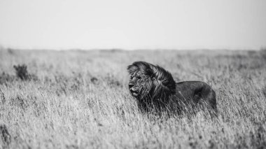 Doğu Afrika 'daki safariler sırasında çarpıcı bir siyah beyaz fotoğrafta Afrika aslanı yakalandı. Bu güzel sanat yaban hayatı görüntüsü Afrika 'nın doğal ortamındaki en ikonik yırtıcının saf güzelliğini, gücünü ve zarafetini vurguluyor..