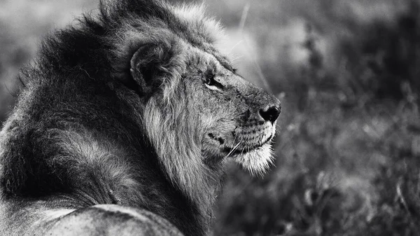 Doğu Afrika 'daki safariler sırasında çarpıcı bir siyah beyaz fotoğrafta Afrika aslanı yakalandı. Bu güzel sanat yaban hayatı görüntüsü Afrika 'nın doğal ortamındaki en ikonik yırtıcının saf güzelliğini, gücünü ve zarafetini vurguluyor..