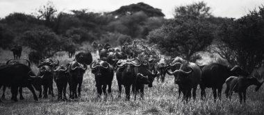 Tanzanya 'da Afrika bufalolarının yer aldığı çarpıcı Siyah ve Beyaz vahşi yaşam fotoğrafçılığı. Savanalar boyunca safaride yakalanan bu güzel sanat resimleri, bu ikonik Afrika memelilerinin doğal rehabilitasyonlarındaki güç, güç ve sosyal davranışlarını gözler önüne seriyor.