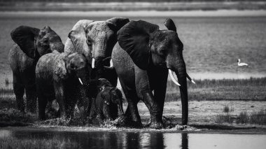 Kenya 'da Afrika fillerinin yer aldığı siyah beyaz vahşi yaşam fotoğrafçılığı. Uçsuz bucaksız bozkırlarda safari sırasında yakalanan bu güzel sanat görüntüleri Afrika 'nın görkemli devlerinin doğal yaşam alanlarındaki gücünü, zarafetini ve zekasını gözler önüne seriyor..