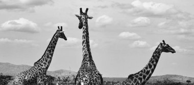 Tanzanya 'da Afrika zürafalarının yer aldığı çarpıcı bir vahşi yaşam fotoğrafı. Savanada safaride yakalanan bu güzel sanat görüntüleri, Afrika 'nın ikonik, uzun boyunlu memelilerinin doğal yaşam alanlarındaki zarafetini, boyunu ve zarifliğini gösteriyor..
