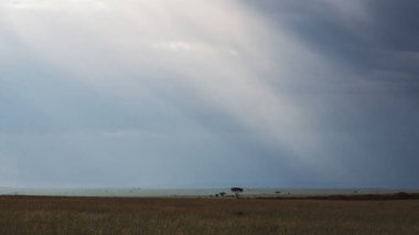 Doğu Afrika 'nın engin savanalarını, akasya ağaçlarını ve dramatik gökyüzünü kaplayan güzel sanatlar. Afrika 'nın vahşi doğasında ebedi güzellik, ruh hali ve kontrastı çağrıştırıyor.