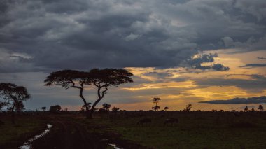 Doğu Afrika 'nın engin savanalarını, akasya ağaçlarını ve dramatik gökyüzünü kaplayan güzel sanatlar. Afrika 'nın vahşi doğasında ebedi güzellik, ruh hali ve kontrastı çağrıştırıyor.