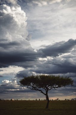 Doğu Afrika 'nın engin savanalarını, akasya ağaçlarını ve dramatik gökyüzünü kaplayan güzel sanatlar. Afrika 'nın vahşi doğasında ebedi güzellik, ruh hali ve kontrastı çağrıştırıyor.