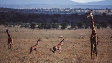 Tanzanya 'da Afrika zürafalarının yer aldığı çarpıcı bir vahşi yaşam fotoğrafı. Savanalar boyunca safaride yakalanan bu güzel sanat resimleri doğal ortamlarında Afrika 'nın ikonik uzun boyunlu memelilerinin zarafetini, boyunu ve zarafetini sergiliyor..