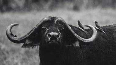 Tanzanya 'da Afrika bufalolarının yer aldığı siyah ve beyaz vahşi yaşam fotoğrafçılığı. Savanada safaride yakalanan bu güzel sanat görüntüleri bu ikonik Afrika memelilerinin doğal ortamlarındaki güç, güç ve sosyal davranışlarını gösteriyor..