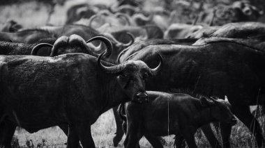 Tanzanya 'da Afrika bufalolarının yer aldığı siyah ve beyaz vahşi yaşam fotoğrafçılığı. Savanada safaride yakalanan bu güzel sanat görüntüleri bu ikonik Afrika memelilerinin doğal ortamlarındaki güç, güç ve sosyal davranışlarını gösteriyor..