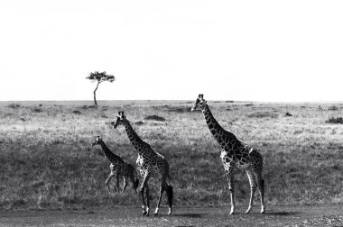 Kenya 'daki Afrikalı zürafaları gösteren siyah beyaz vahşi yaşam görüntüsü. Savanada safaride yakalanan bu güzel sanat görüntüleri, Afrika 'nın ikonik, uzun boyunlu memelilerinin doğal yaşam alanlarındaki zarafetini, boyunu ve zarifliğini gösteriyor..