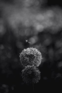 Siyah ve beyaz ince bir sanat, asgari botanik görüntü, doğayı bir anlık soyutlama, keşif biçimi, doku ve tonu, yaprakları ışık ve gölgenin dışavurumsal bileşimlerine dönüştürüyor..