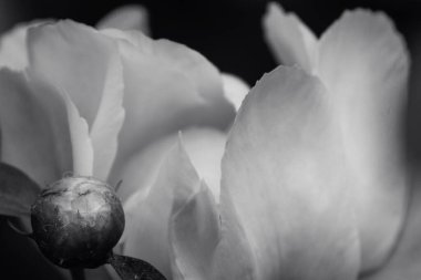 Siyah ve beyaz ince bir sanat, asgari botanik görüntü, doğayı bir anlık soyutlama, keşif biçimi, doku ve tonu, yaprakları ışık ve gölgenin dışavurumsal bileşimlerine dönüştürüyor..