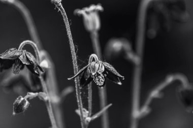 Siyah ve beyaz ince bir sanat, asgari botanik görüntü, doğayı bir anlık soyutlama, keşif biçimi, doku ve tonu, yaprakları ışık ve gölgenin dışavurumsal bileşimlerine dönüştürüyor..