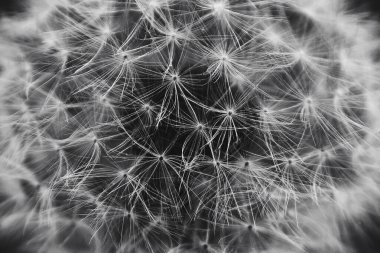 Siyah ve beyaz ince bir sanat, asgari botanik görüntü, doğayı bir anlık soyutlama, keşif biçimi, doku ve tonu, yaprakları ışık ve gölgenin dışavurumsal bileşimlerine dönüştürüyor..